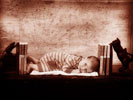 Newborn photo